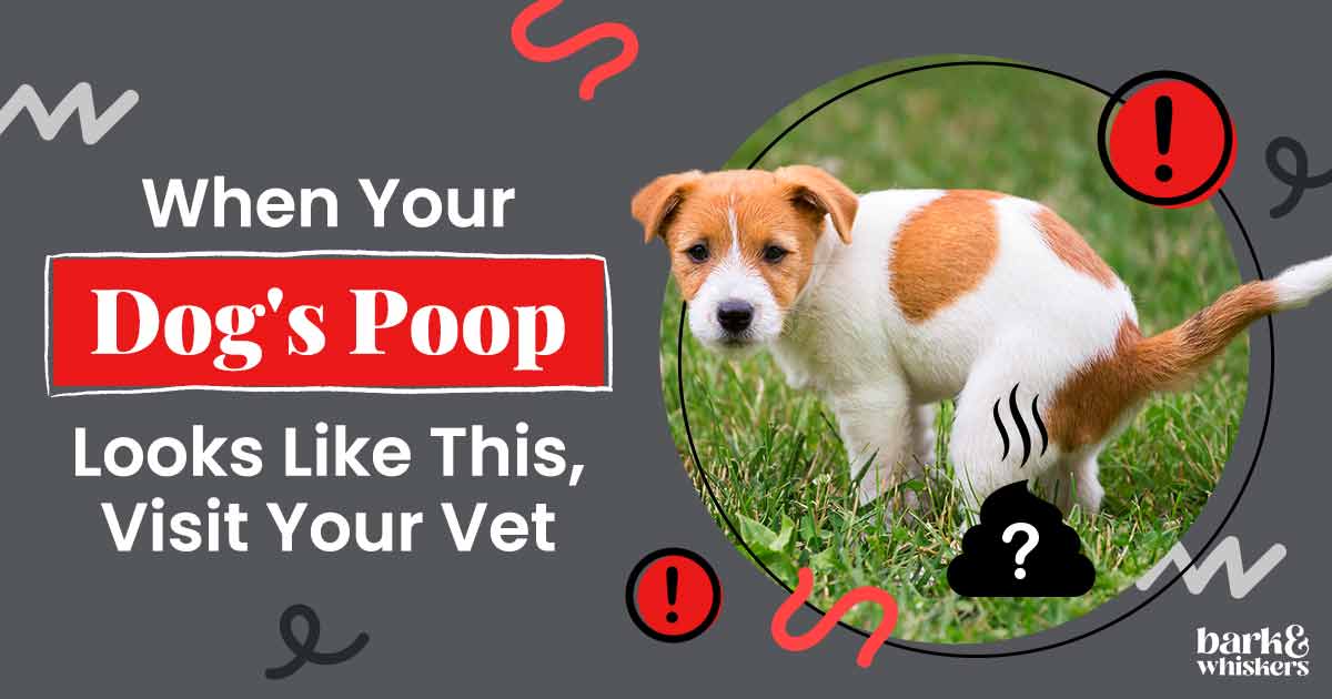 When Your Dog's Poop Looks Like This, Visit Your Vet