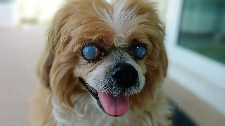5 Diseases That Cause Cloudy or Blue Eyes in Dogs