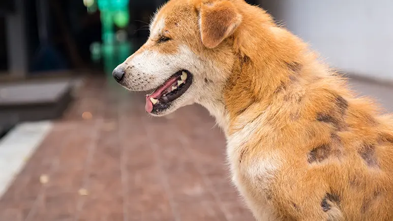 Spot of hair missing orders on dog