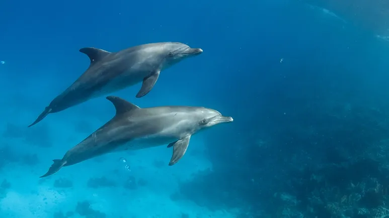 An injured dolphin appears to be happy, due to its naturally