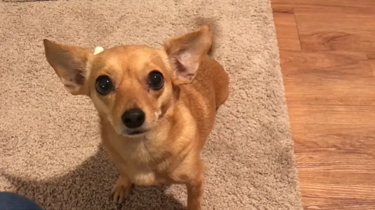 Cute chiweenie clearance