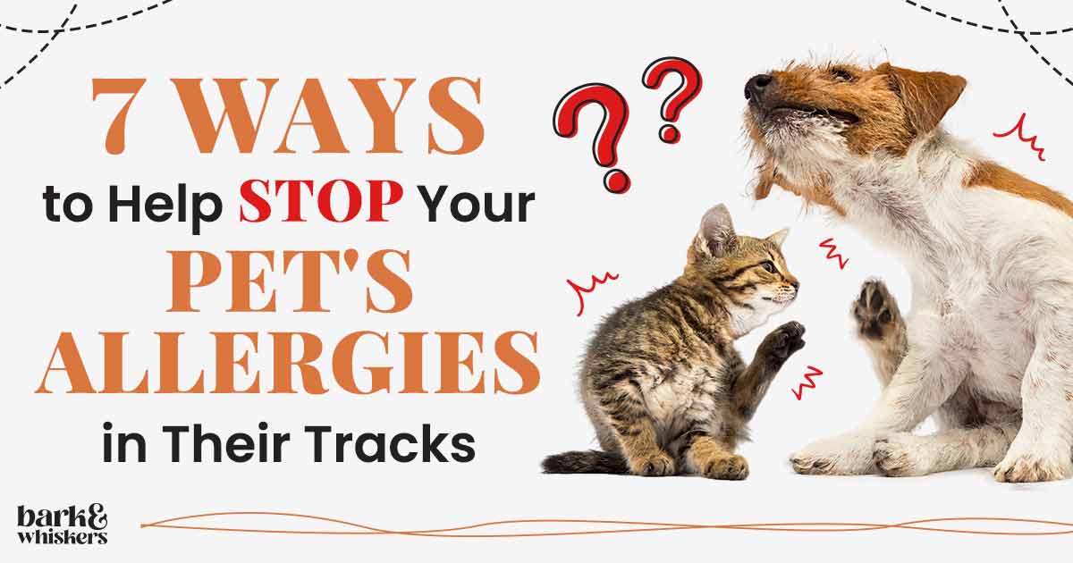 7 Ways to Help Stop Your Pet's Allergies in Their Tracks