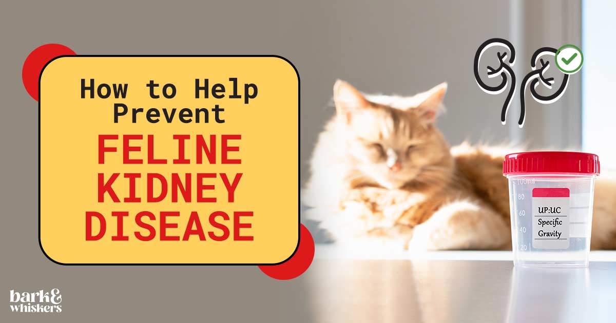 Cat food to shops prevent kidney disease