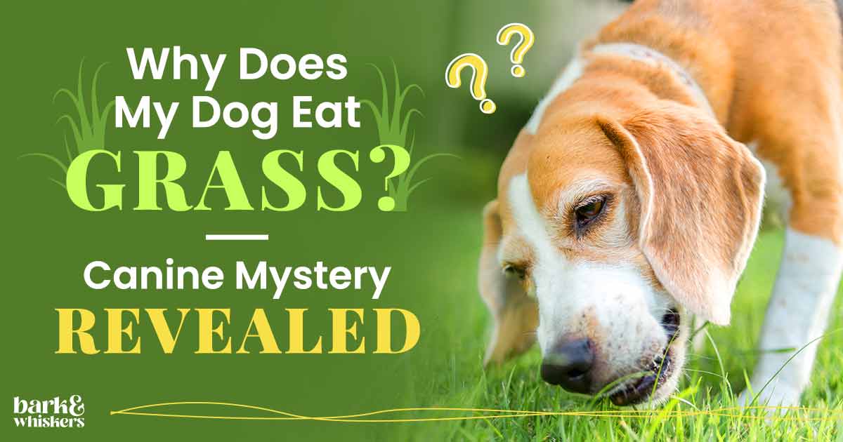 Why Does My Dog Eat Grass? Canine Mystery Revealed