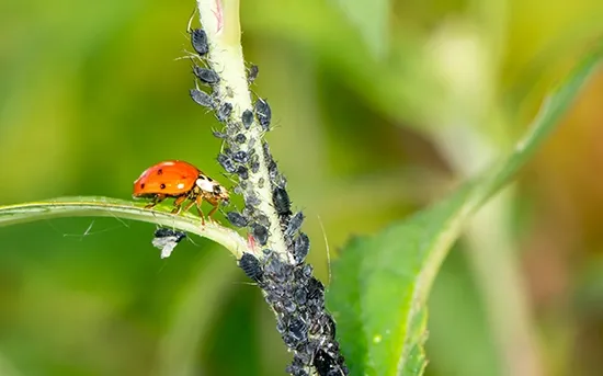 adult ladybug