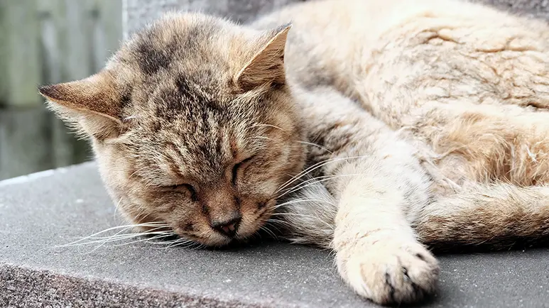 Bobcat shop fever treatment