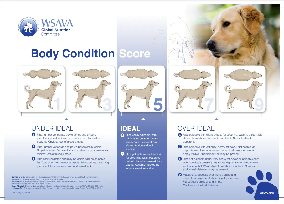 body condition score dog