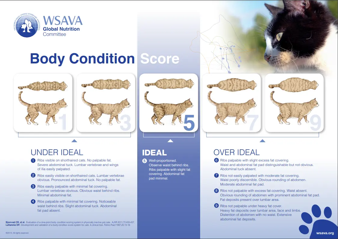 cat body condition scoring