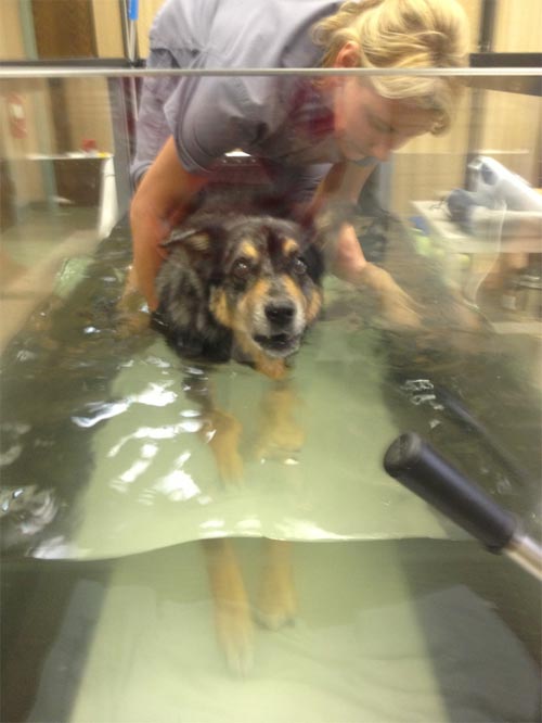 chuck in the hydrotherapy tank