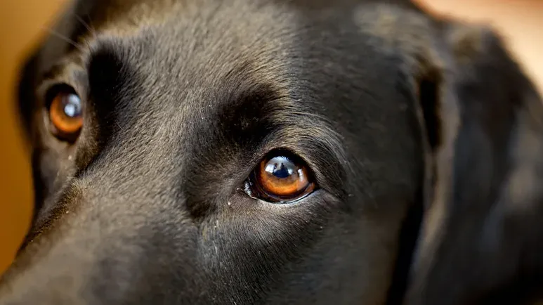 Why Your Dog's Eyes Are One of the Hardest Hit Disease Locations?