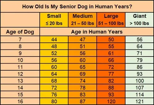 Dog's age in human years