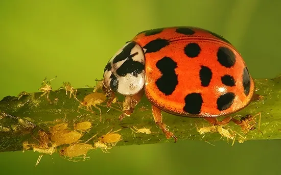 ladybug aphid