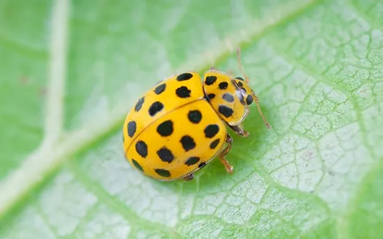ladybug back