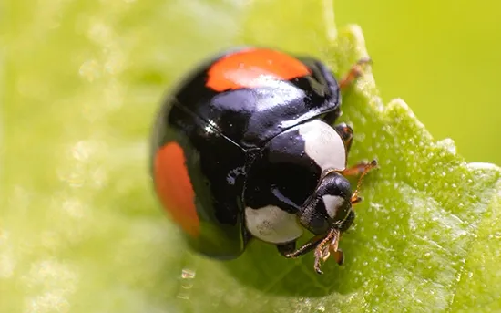 ladybug shape