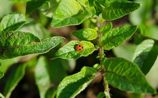 ladybug species