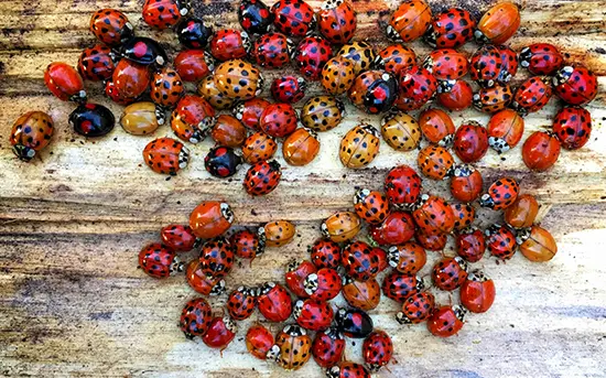 ladybugs hibernate