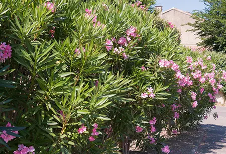 oleander plant