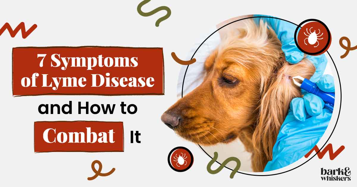 The 7 Symptoms of Lyme Disease: Is Your Dog Infected?