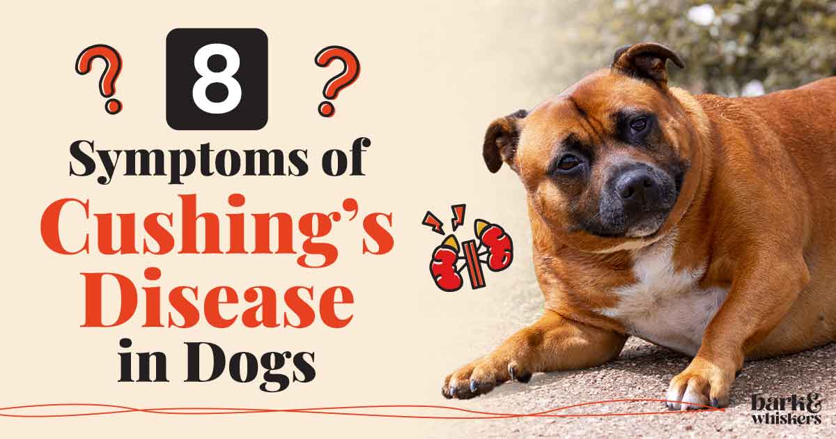 Canine Cushing's Disease