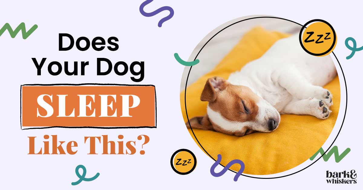 6 Dog Sleeping Positions and What They Mean