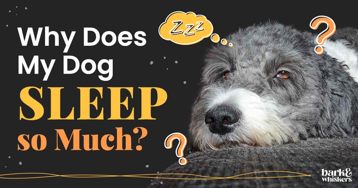 Common Reasons For Lethargy In Dogs