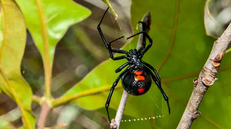 Can a Black Widow Spider Bite Kill Your Dog?