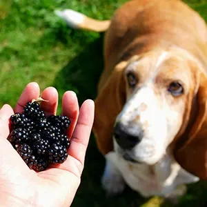 blackberries fun fact