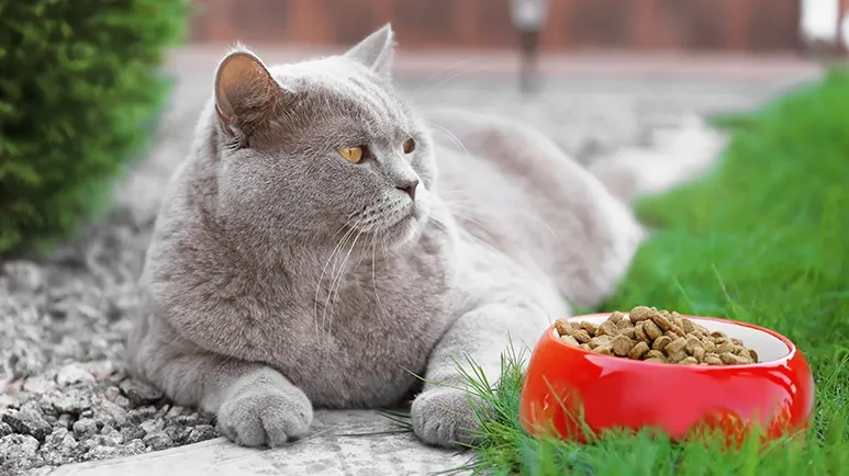 Cat fattening food best sale