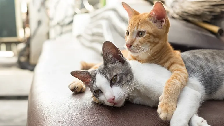 10 Cat Breeds That Make Great Indoor Companions