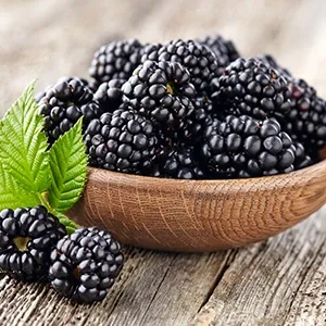 is growing blackberries sustainable