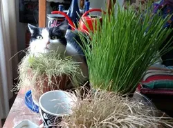 Mistress Bella enjoying her wheat grass