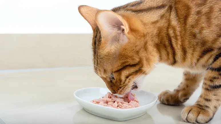 Why Most Cats Go Crazy Over Tuna