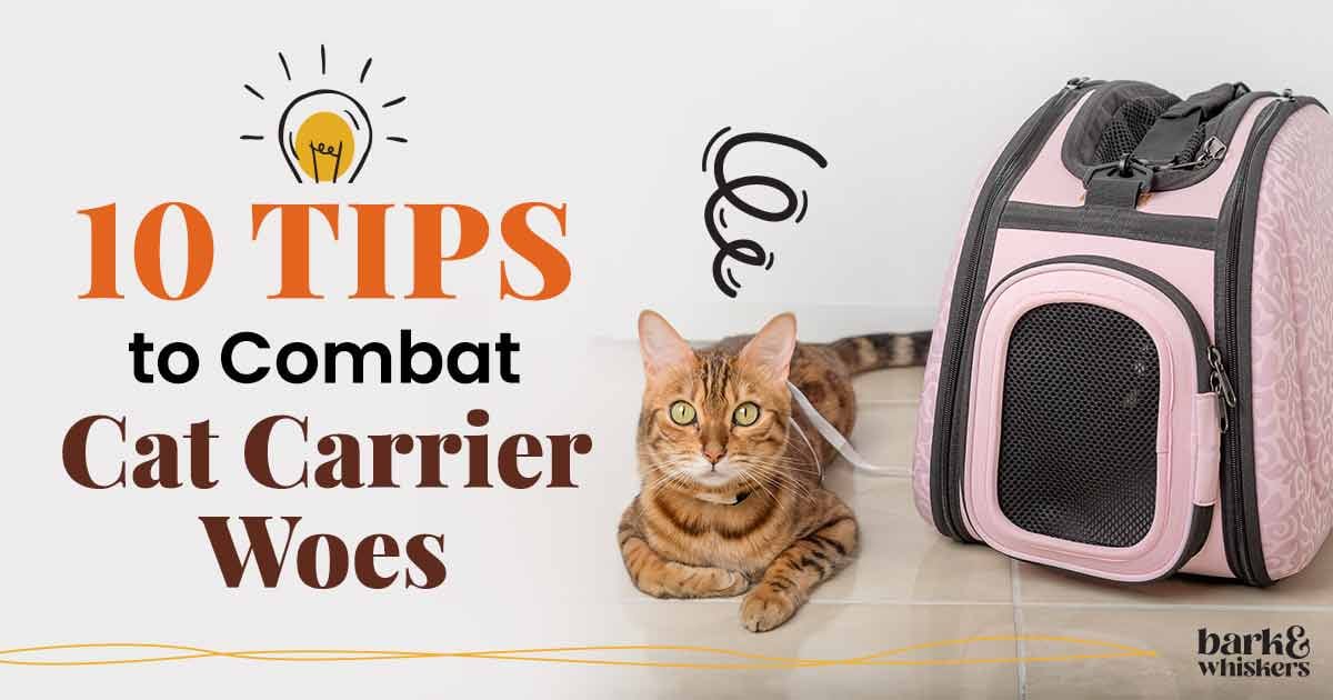 10 Tips to Combat Cat Carrier Woes