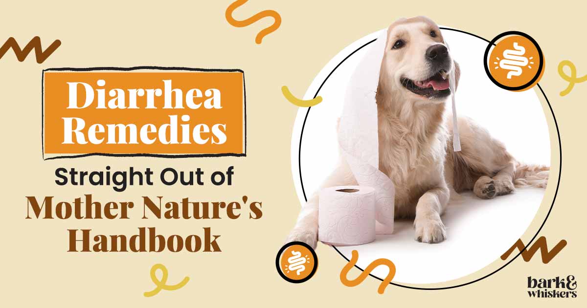 Pet Diarrhea Remedies Straight Out of Mother Nature s Handbook