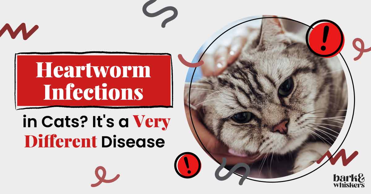 Cats and shops heartworm