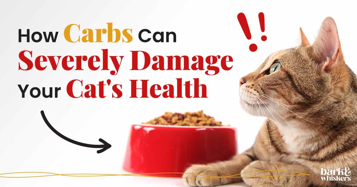 How Carbs Can Severely Damage Your Cat s Health