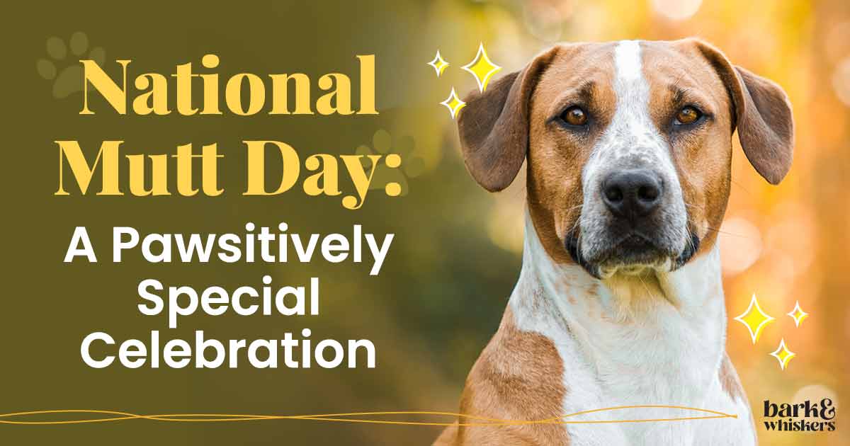 National Mutt Day A Pawsitively Special Celebration