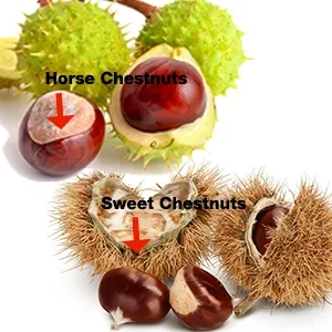 keep your pet away from horse chestnuts