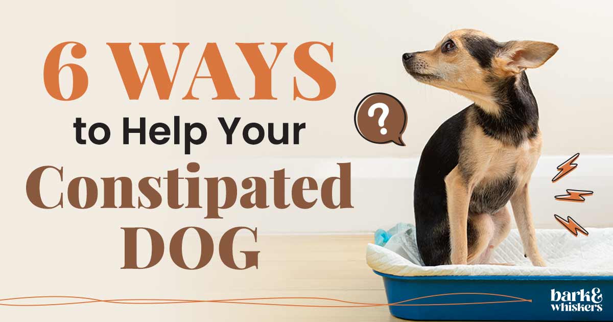 6 Ways to Help Your Constipated Dog