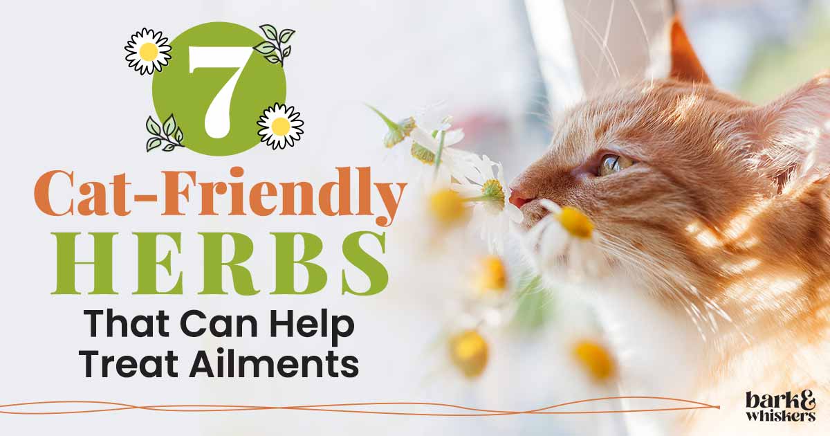 natural-calming-herbs-for-cats