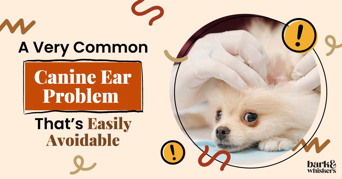 Ear Infections: A Common Canine Problem but It’s Easily Avoidable