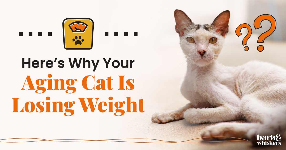 Shrinking Kitty Syndrome: Why Your Aging Cat Is Losing Weight