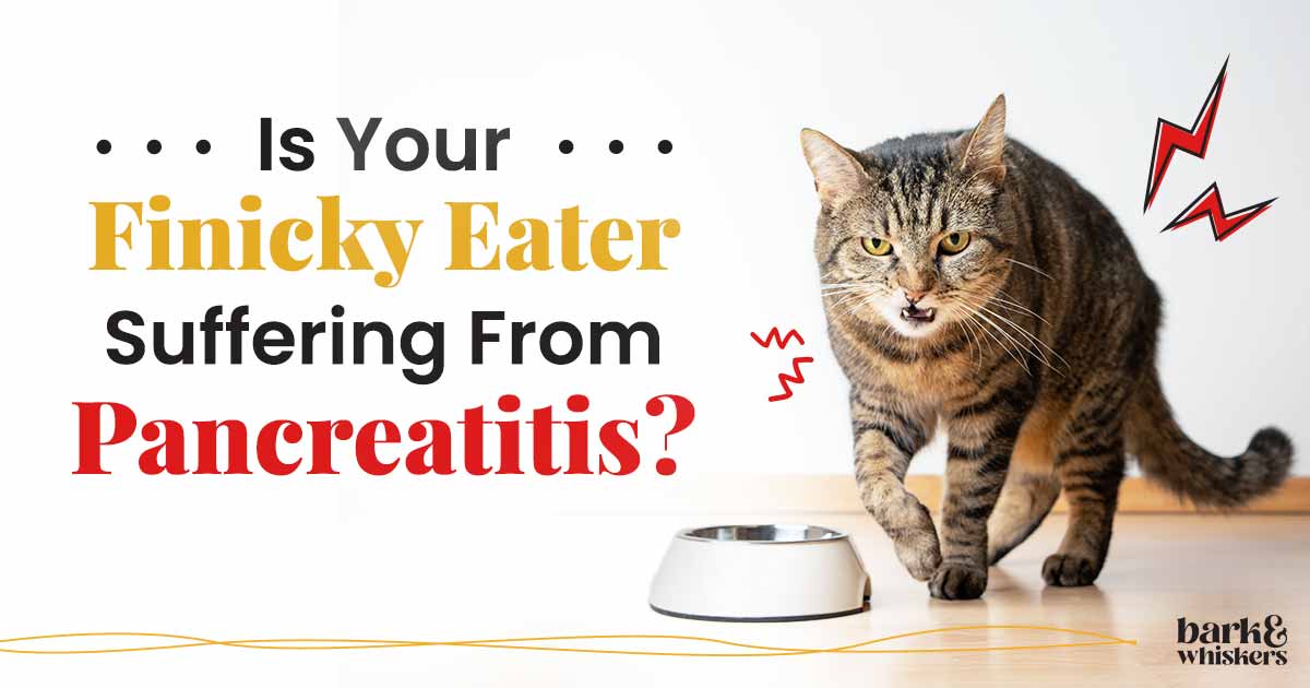 Pancreatitis in Cats