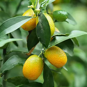 Are Kumquats Sustainable