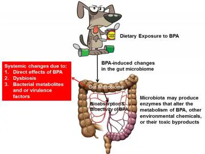 bpa effects gut microbiome