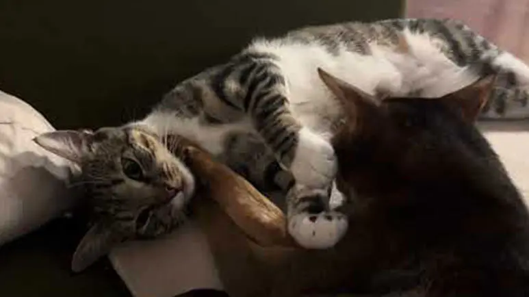 Burmese Cat Shows Tabby a Kinder Way to Groom