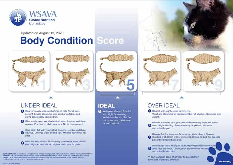 cat body condition score