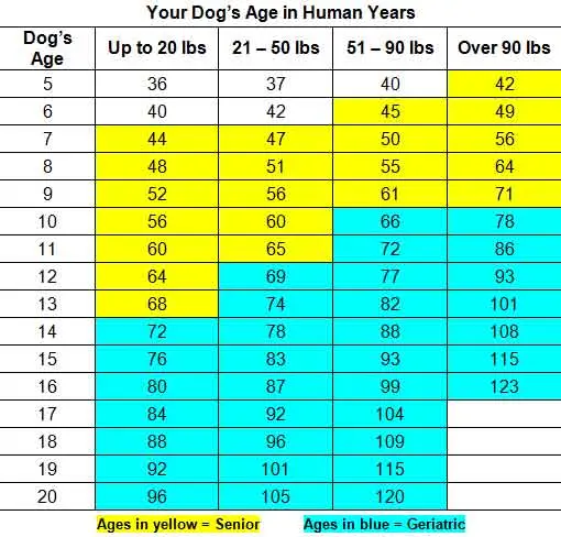 dog age