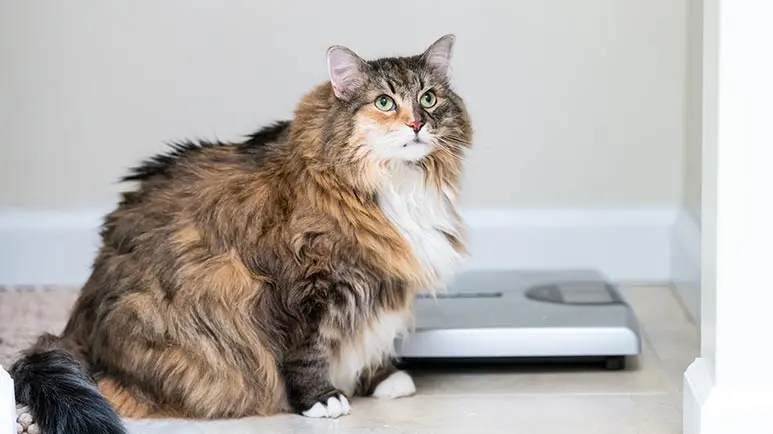 Feline Obesity: An Epidemic of Fat Cats