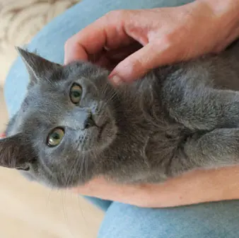 Russian Blue Cats Are Great Companions